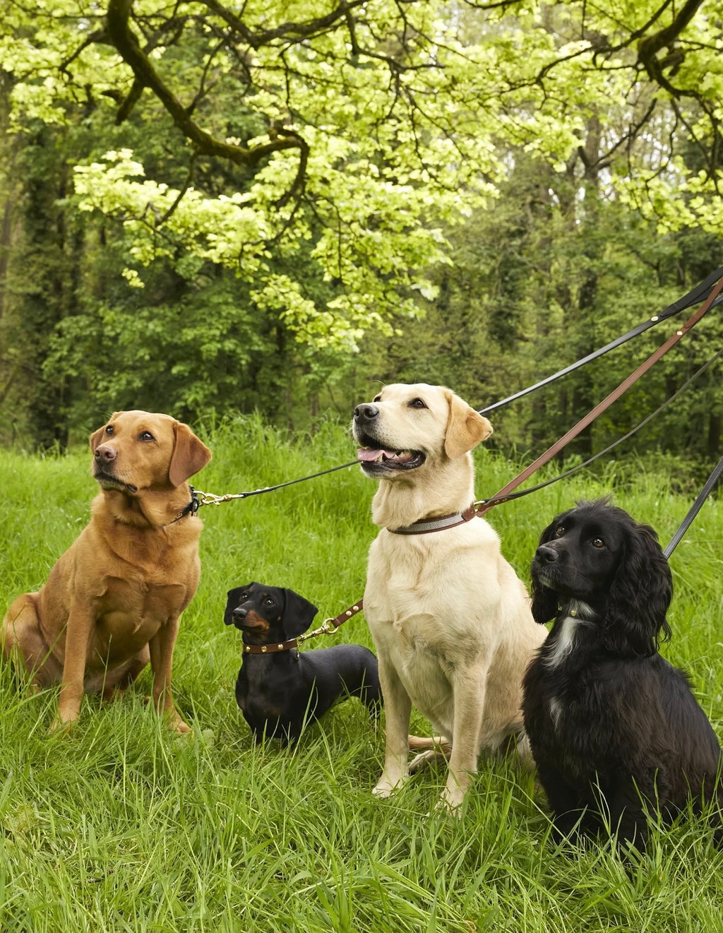 Holland Cooper Classic Dog Lead Black